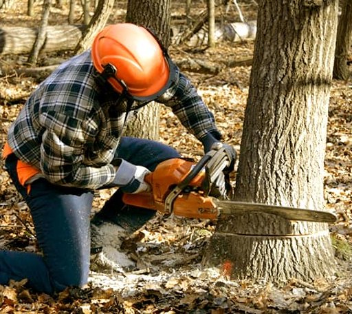 Tree Removal in Red Oak, OK
